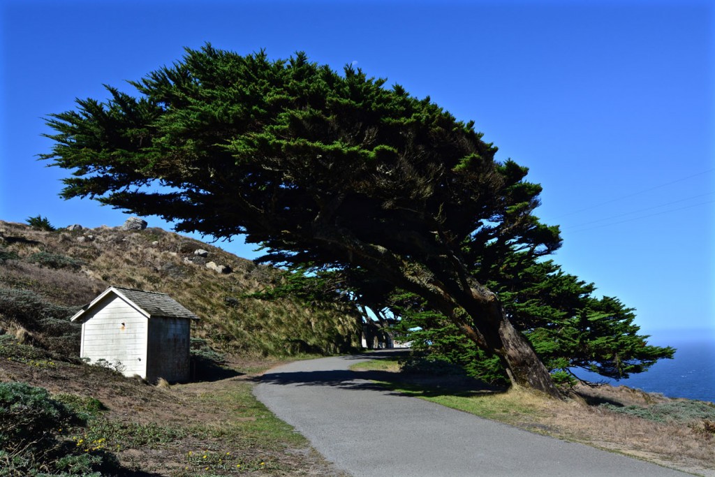 Wind-formed tree