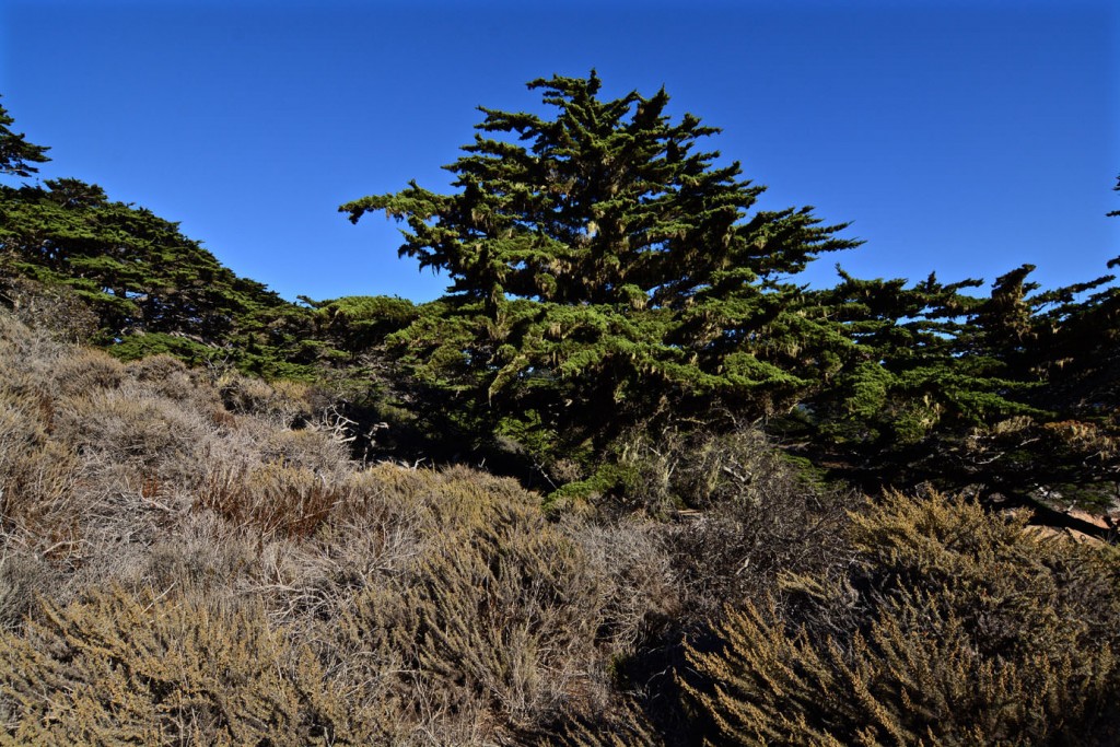 Trees at Point Lobos