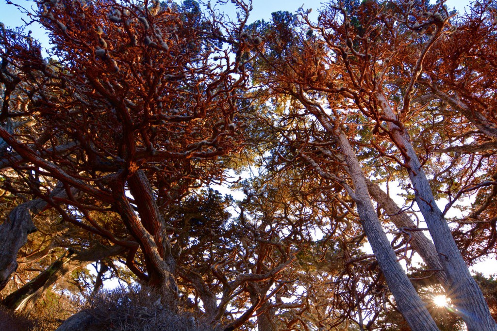 Trees at Point Lobos