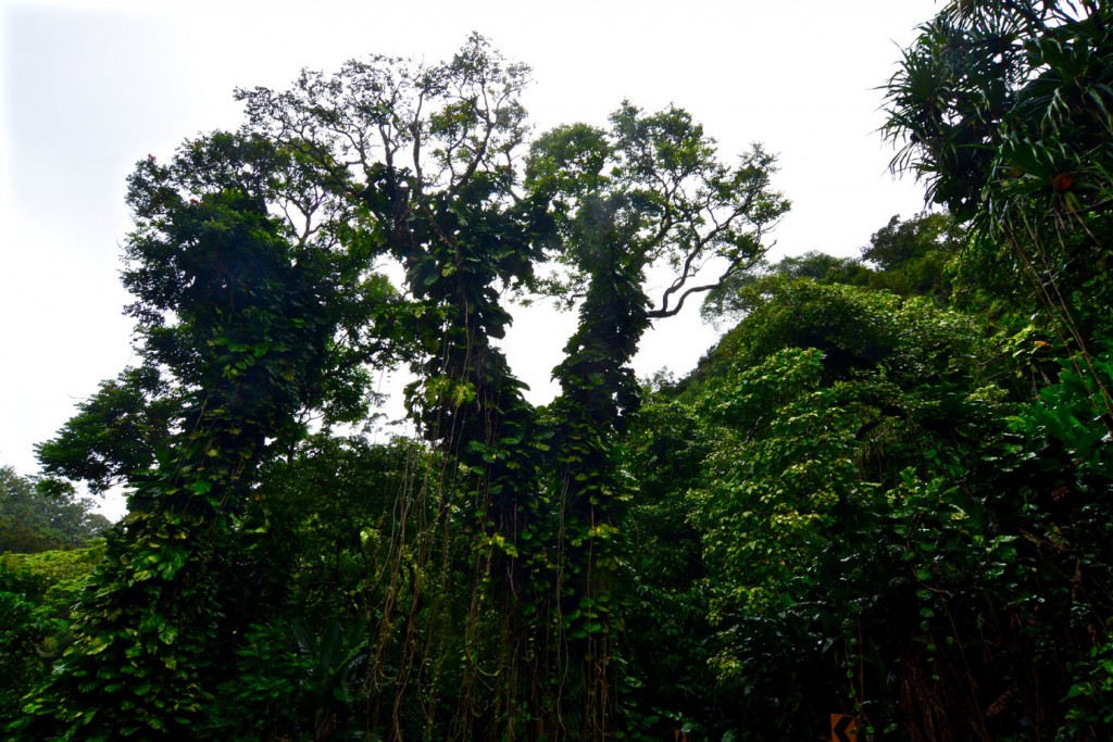 Primeval forest