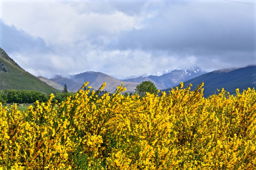 Colourful bushes with a mountain range in the back