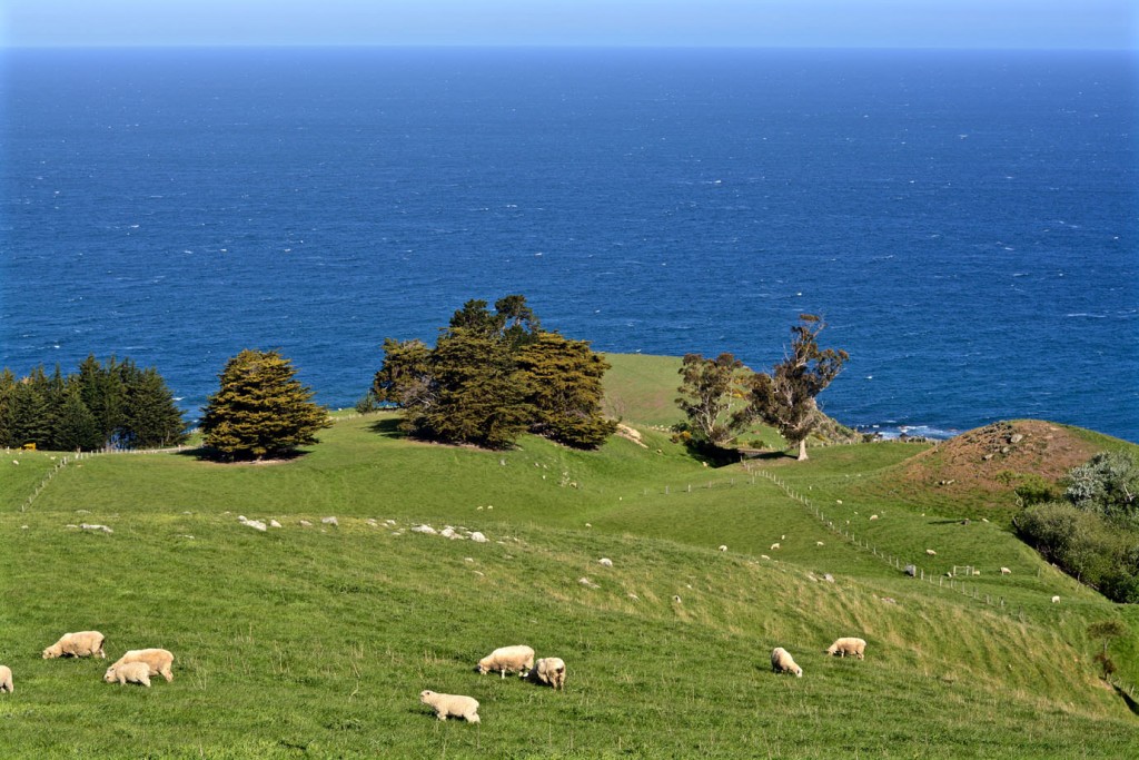 Grazing sheep near Dunedin