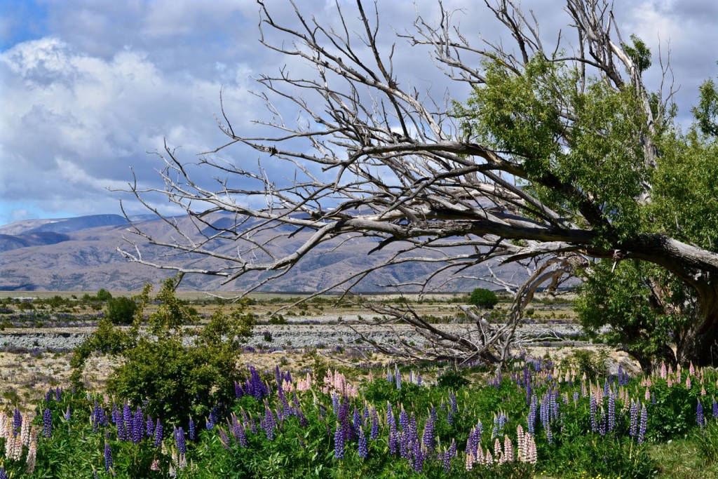 Lupin flowers next to a dead tree in New Zealand