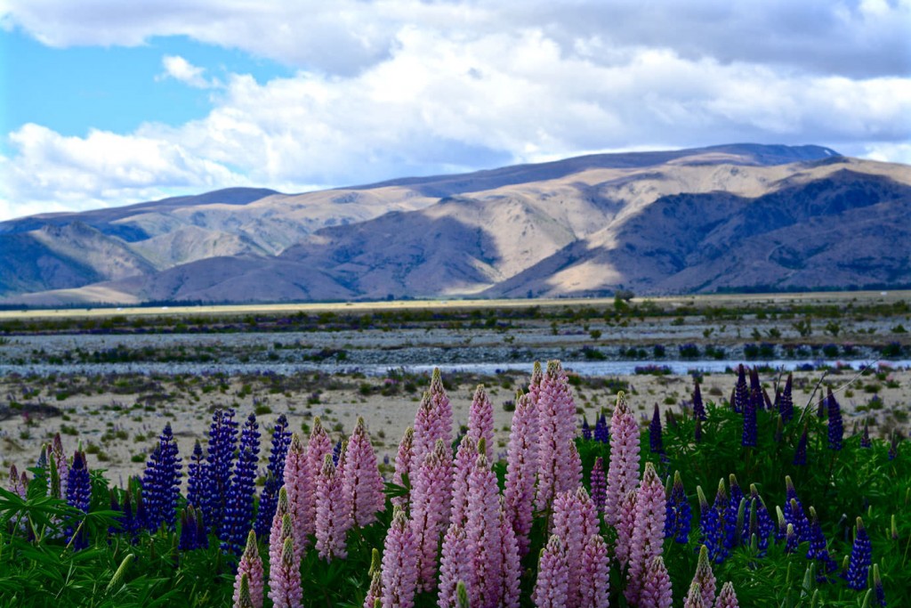 Lupin flowers in New Zealand