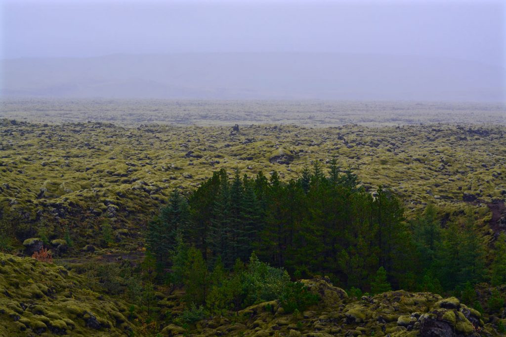 Trees at Eldhraun lava field
