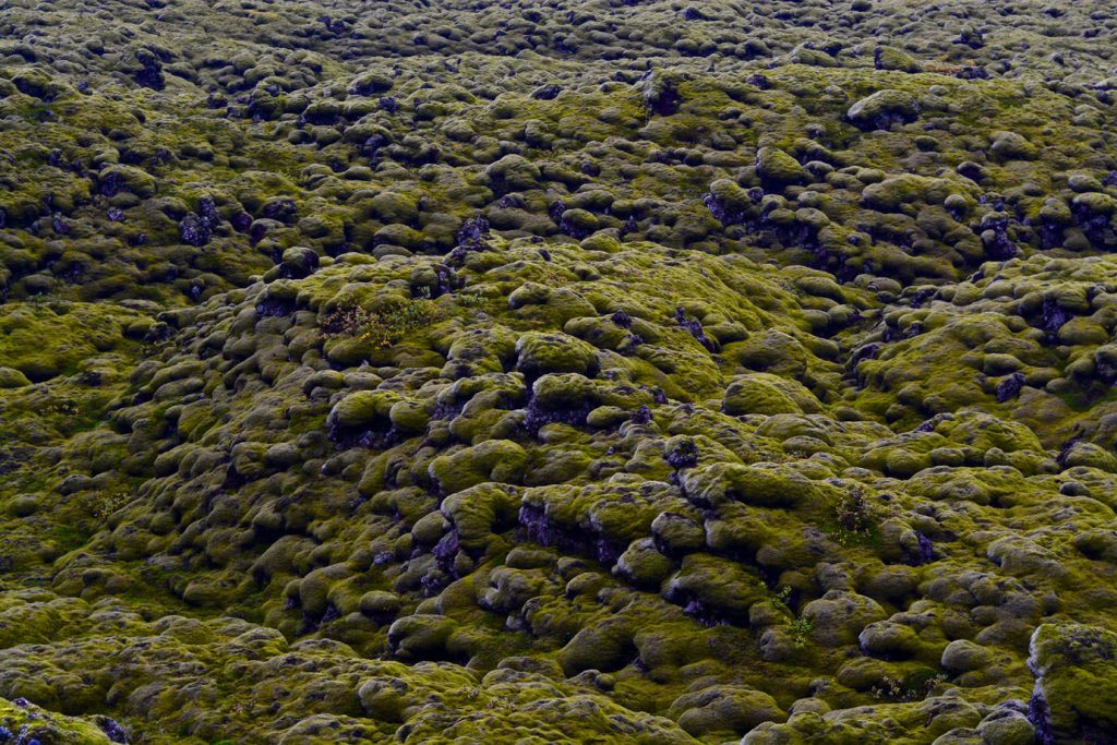 Moss covered landscape